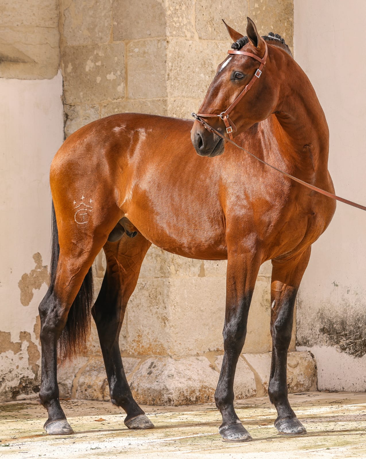 Quinocha
