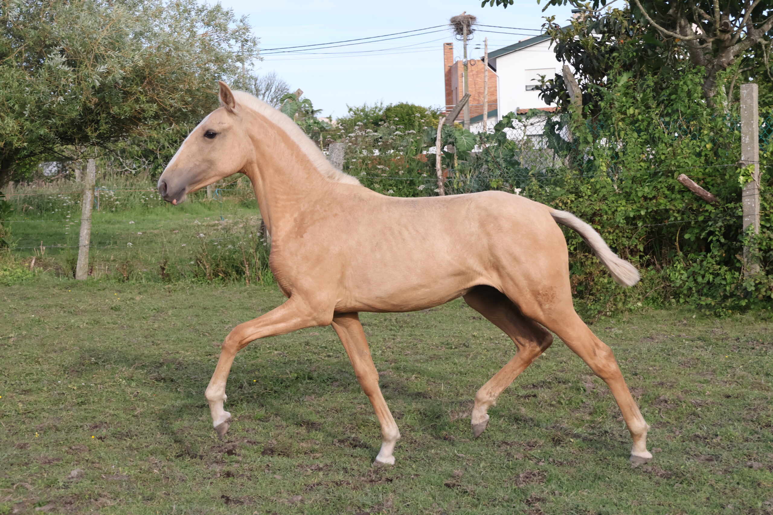 Vimorosa do Açude